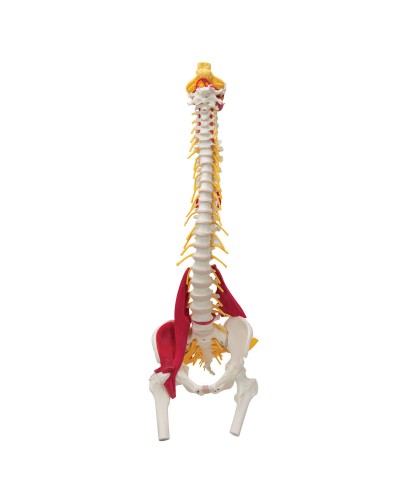 Muscled Spine Model